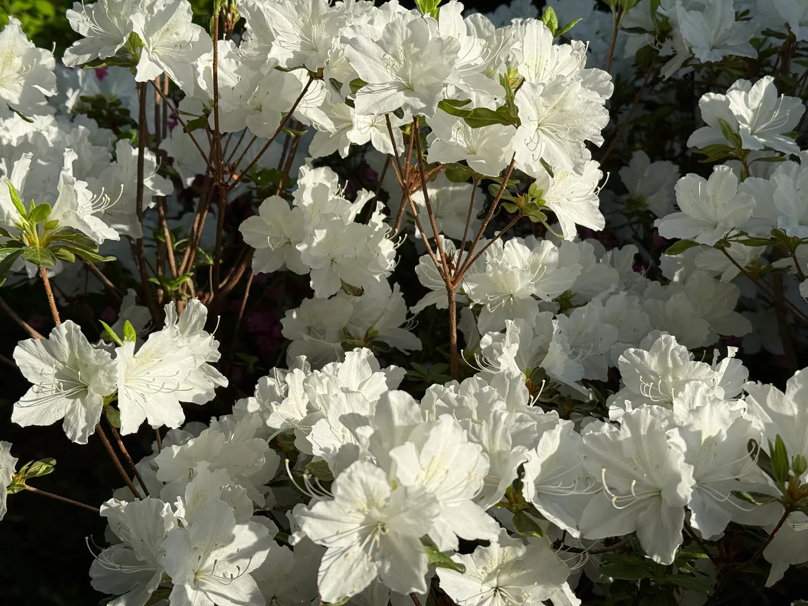 Delaware Valley White Azalea (Azalea 'Delaware Valley White') — immediately after flowering has ceased