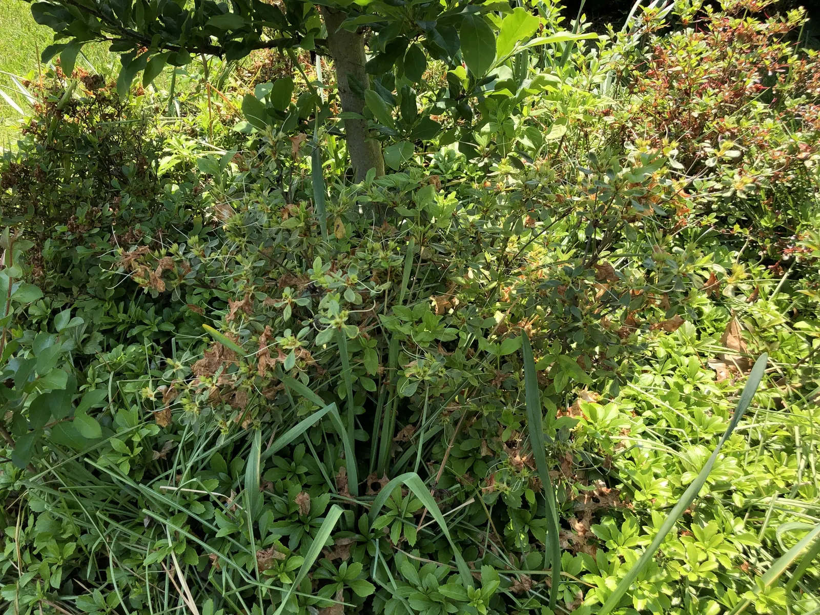 Delaware Valley White Azalea (Azalea 'Delaware Valley White') — Apply a layer of mulch to retain soil moisture and protect the shallow roots