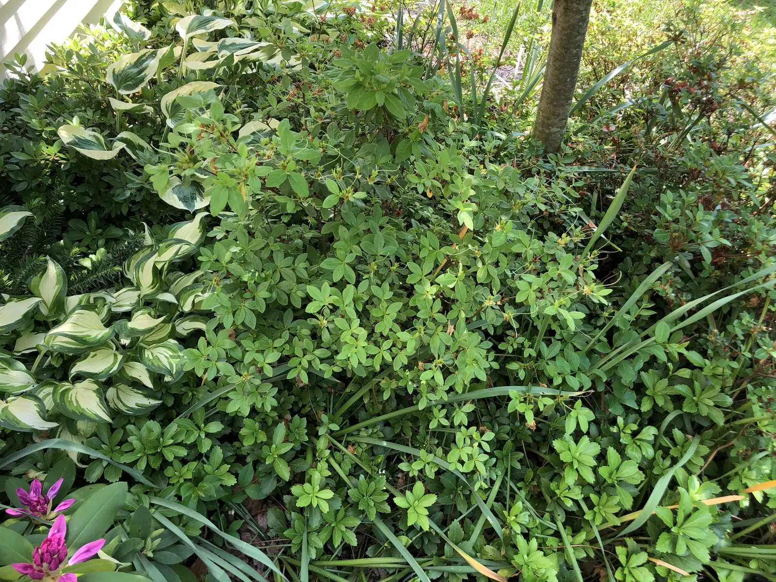 Delaware Valley White Azalea (Azalea 'Delaware Valley White') — slightly acidic soil and partial to full shade