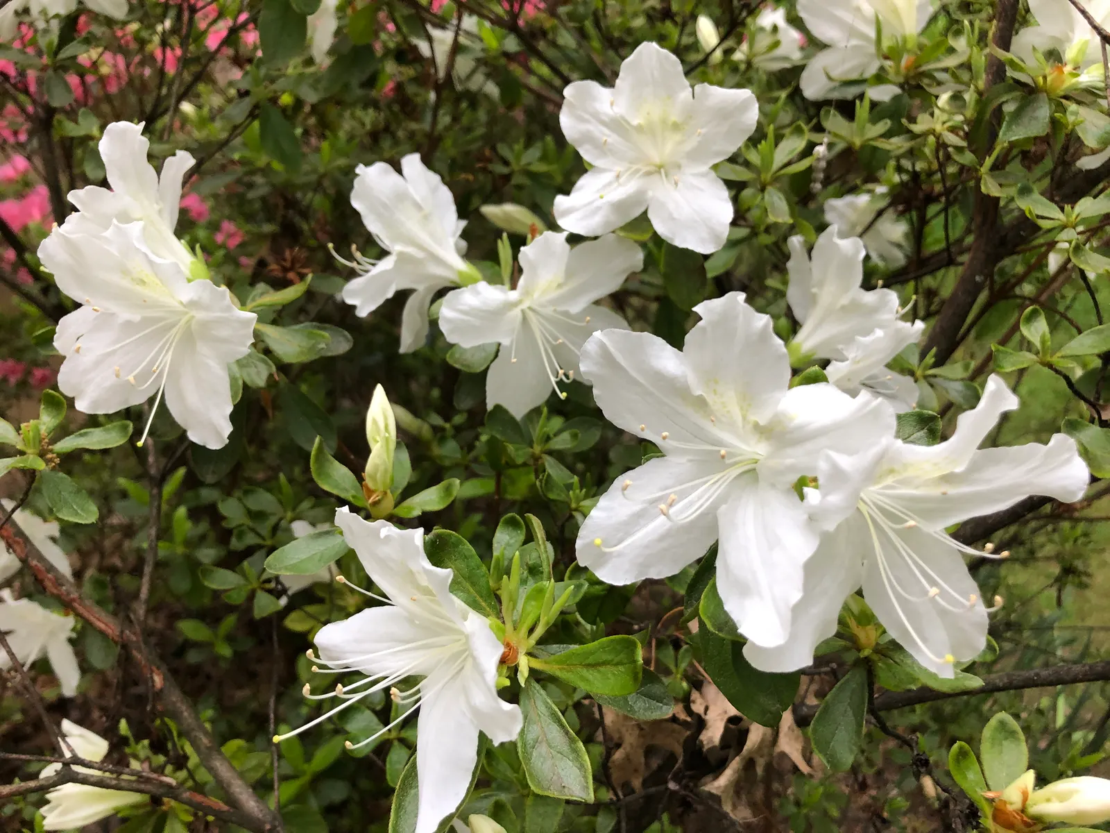Delaware Valley White Azalea (Azalea 'Delaware Valley White') — attract pollinators such as butterflies and hummingbirds; or as a distinctive specimen in a