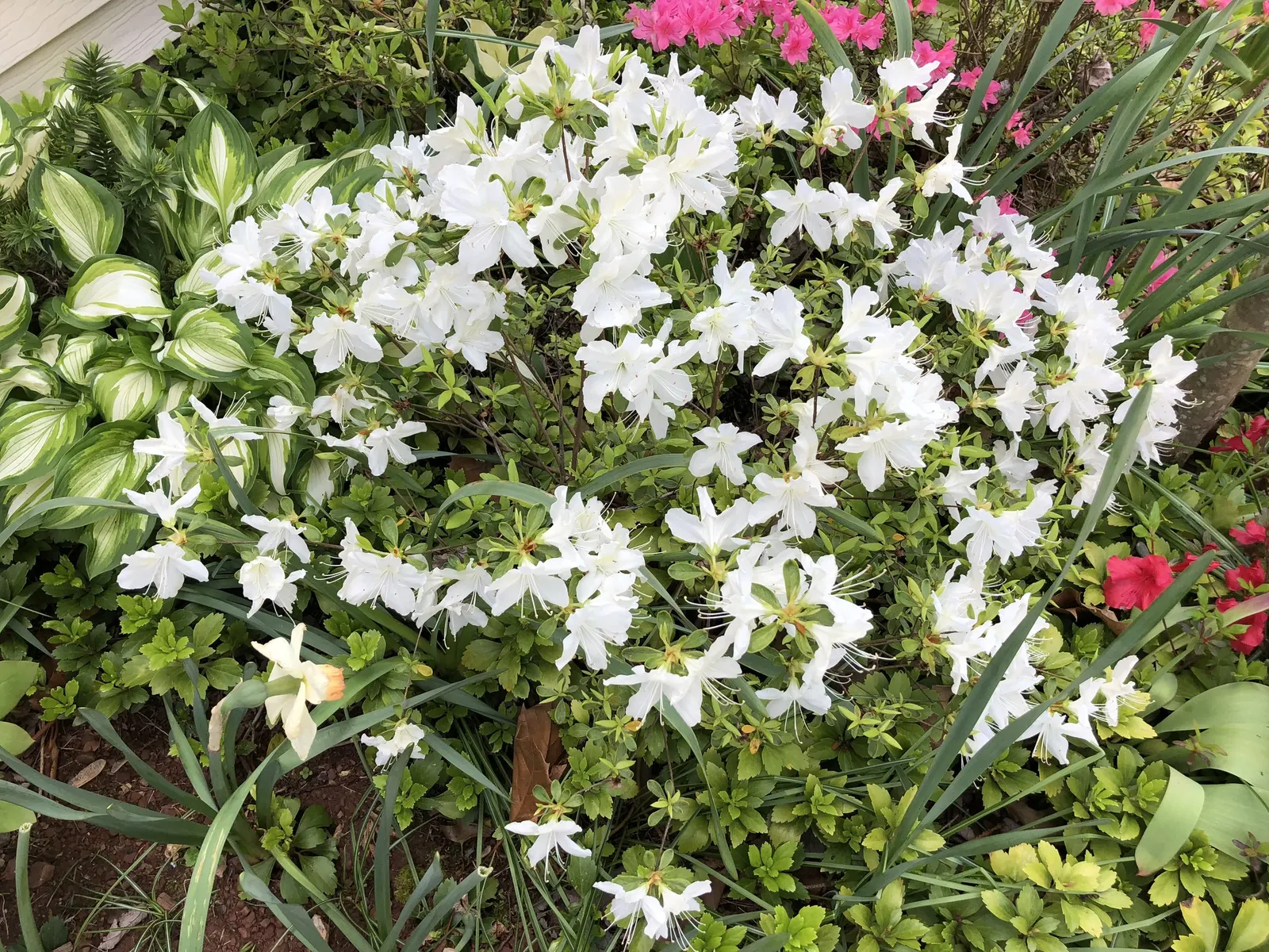 Delaware Valley White Azalea (Azalea 'Delaware Valley White') — Regular watering is essential; making it a standout in foundation plantings and mixed borders