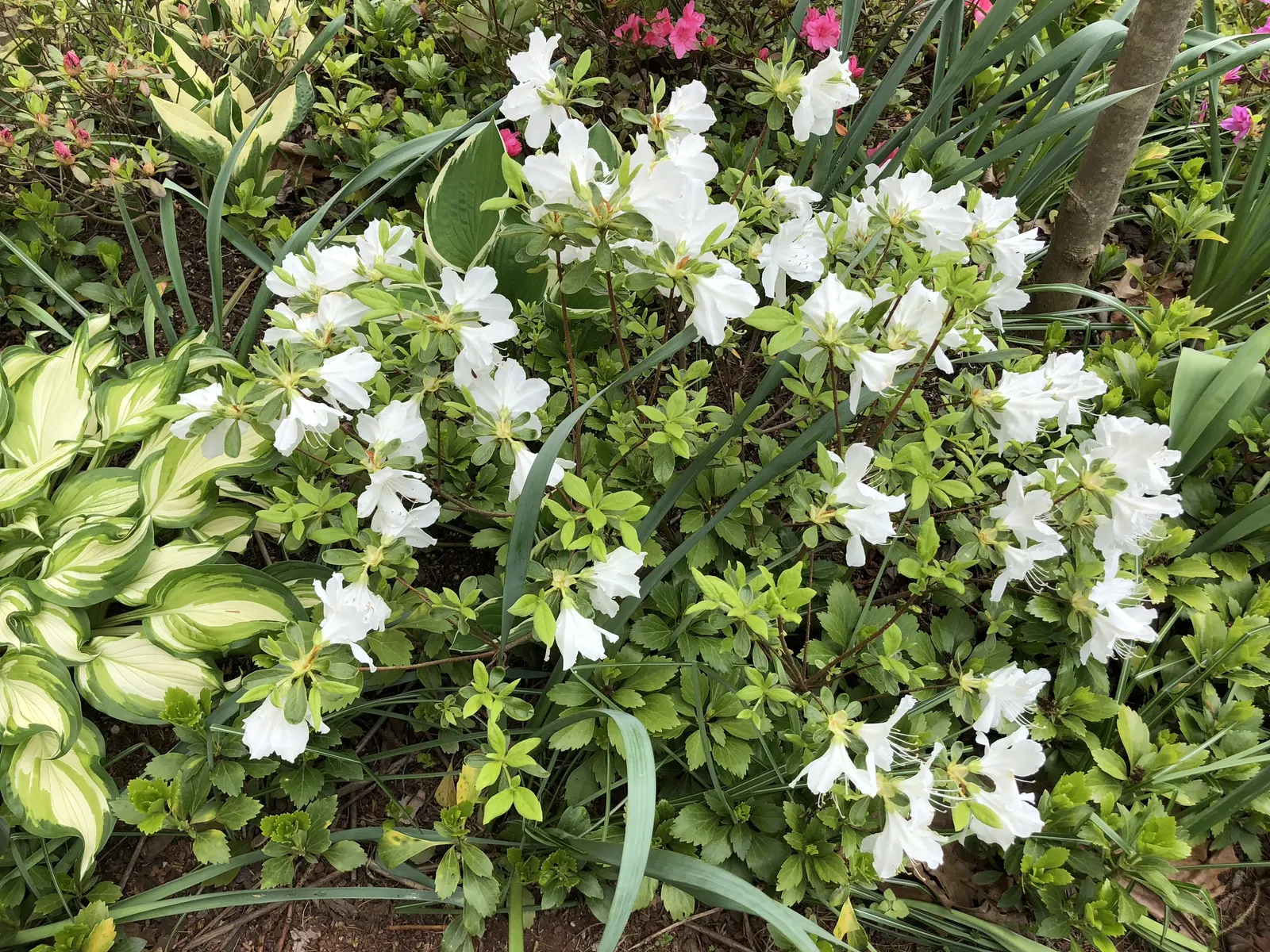 Delaware Valley White Azalea (Azalea 'Delaware Valley White') — making it a standout in foundation plantings and mixed borders; regular watering is essential