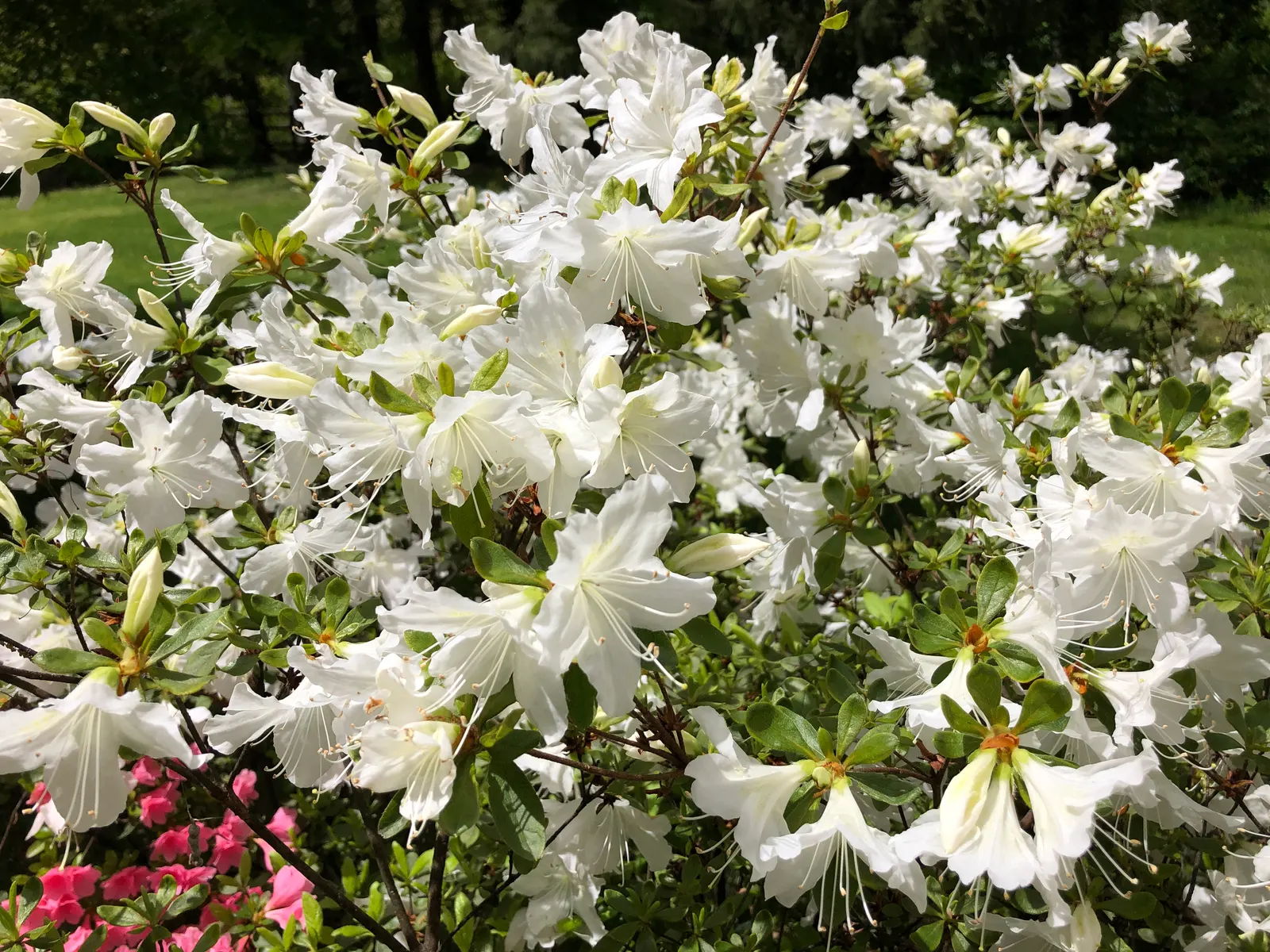 Delaware Valley White Azalea (Azalea 'Delaware Valley White') — slightly acidic soil and partial to full shade; though it can tolerate some morning sun