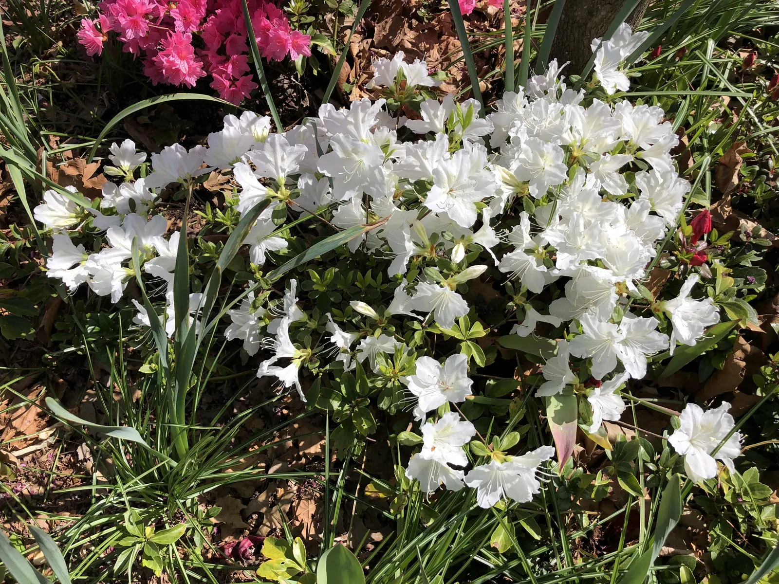 Delaware Valley White Azalea (Azalea 'Delaware Valley White') — attract pollinators such as butterflies and hummingbirds