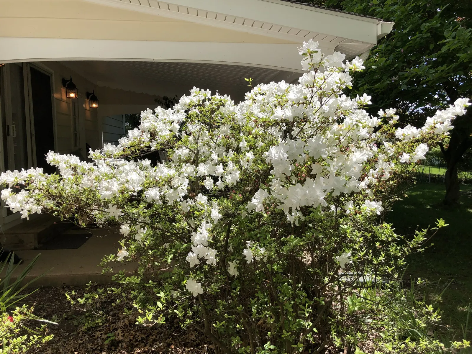 Delaware Valley White Azalea (Azalea 'Delaware Valley White') — especially during the first growing season to establish an extensive root system; adding life