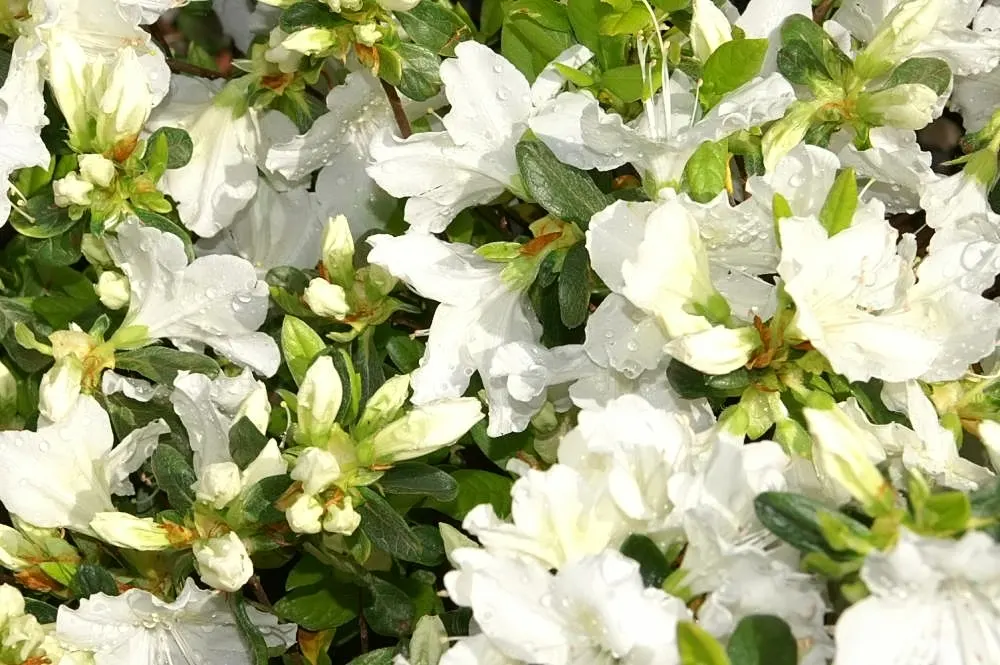 Delaware Valley White Azalea (Azalea 'Delaware Valley White') — though it can tolerate some morning sun; shrub for half or shade