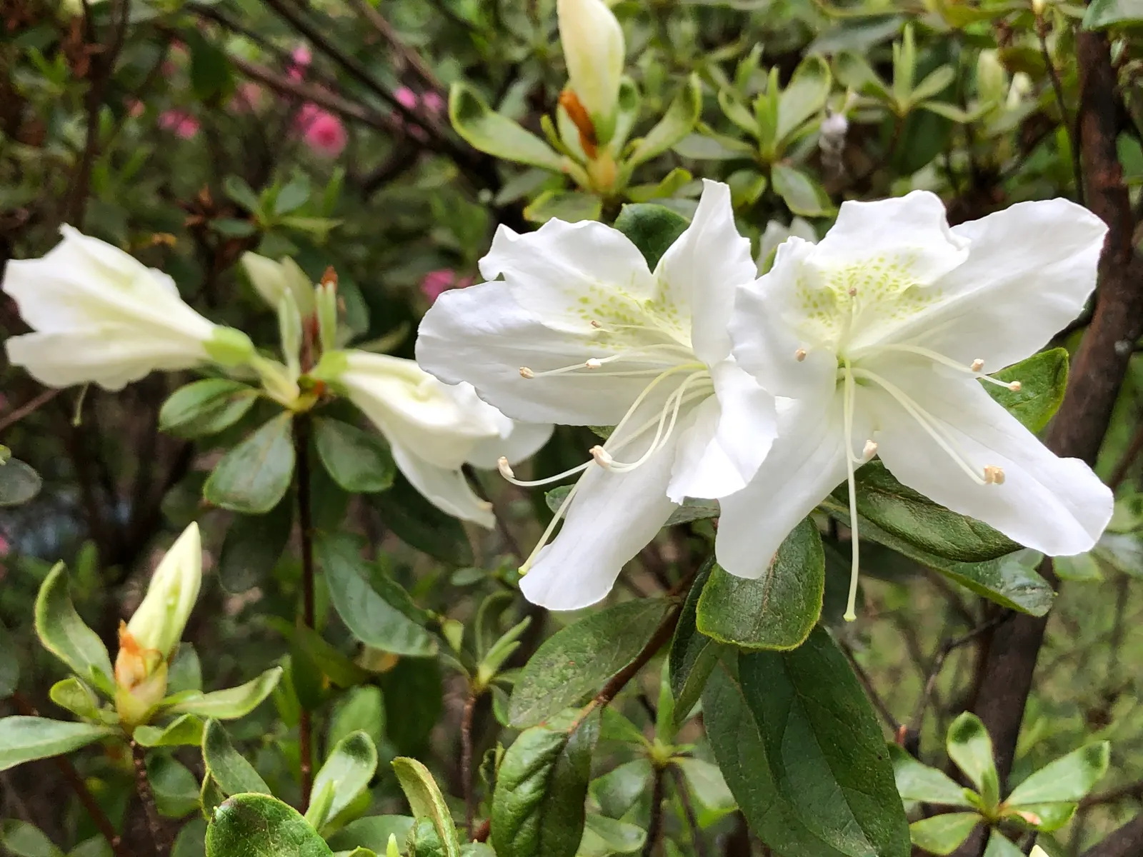 Delaware Valley White Azalea (Azalea 'Delaware Valley White') — adding life and movement to the garden