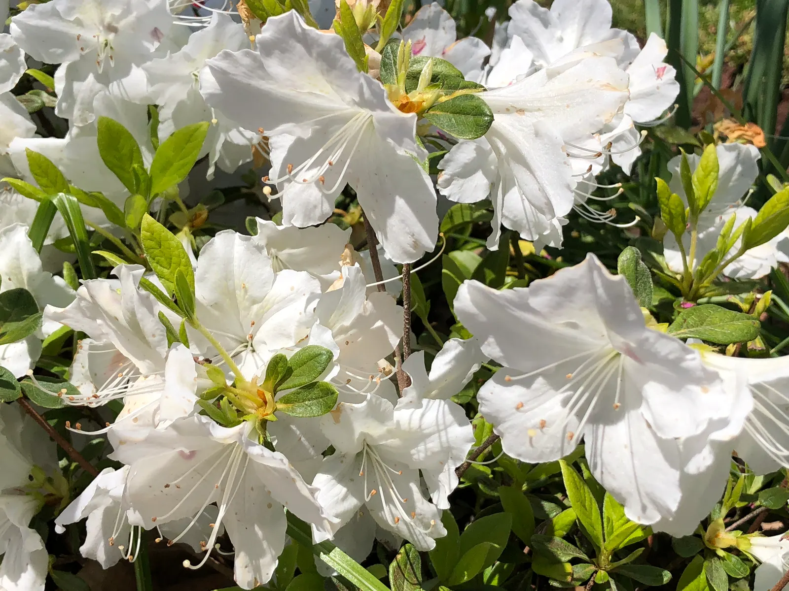 Delaware Valley White Azalea (Azalea 'Delaware Valley White') — immediately after flowering has ceased; renowned for its profusion of pure white