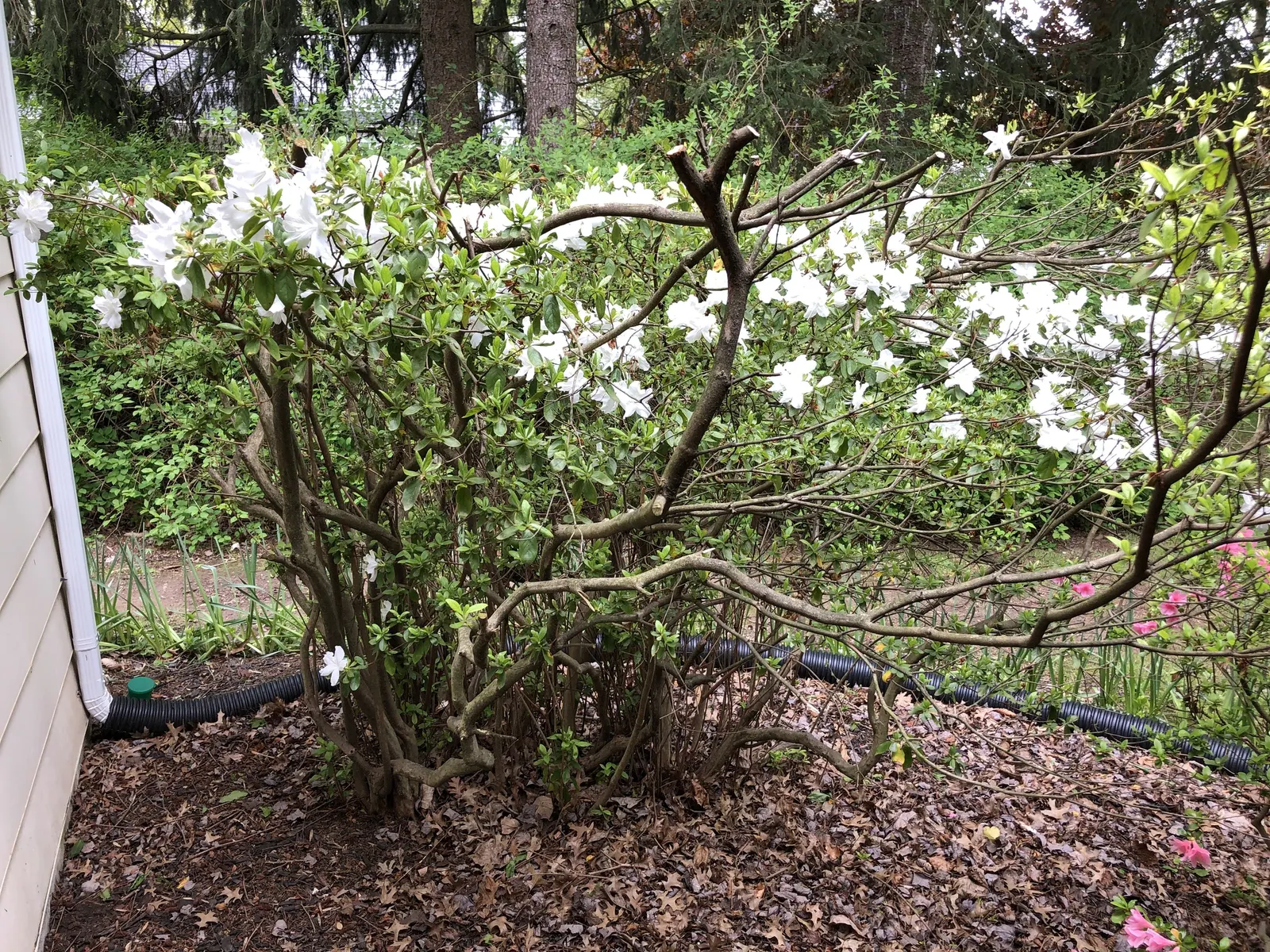 Delaware Valley White Azalea (Azalea 'Delaware Valley White') — green foliage provides a striking contrast to its blossoms; attract pollinators such as