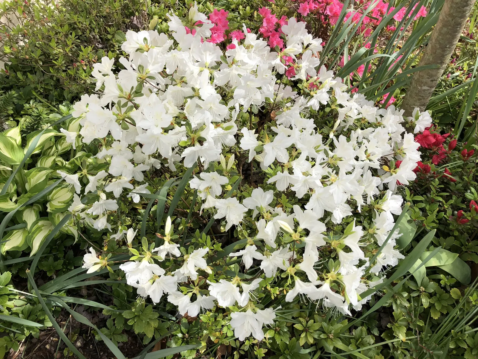 Delaware Valley White Azalea (Azalea 'Delaware Valley White') — The Azalea 'Delaware Valley White' (Rhododendron 'Delaware Valley White') is a, image 27