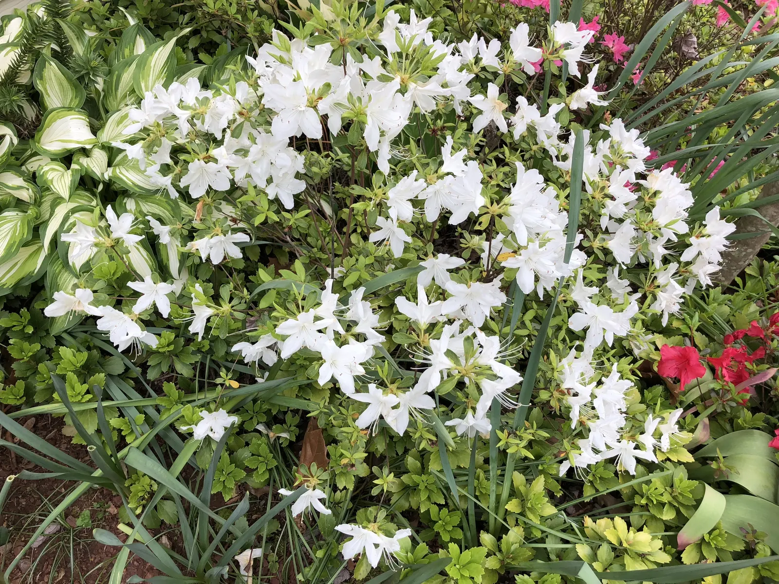 Delaware Valley White Azalea (Azalea 'Delaware Valley White') — An added benefit is the plant's exceptional cold hardiness; it can thrive in USDA, image 41