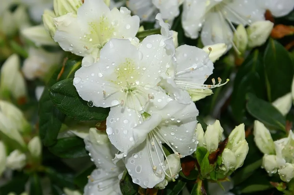 Delaware Valley White Azalea (Azalea 'Delaware Valley White') — each measuring about 1 to 2 inches across; blooming prolifically in spring