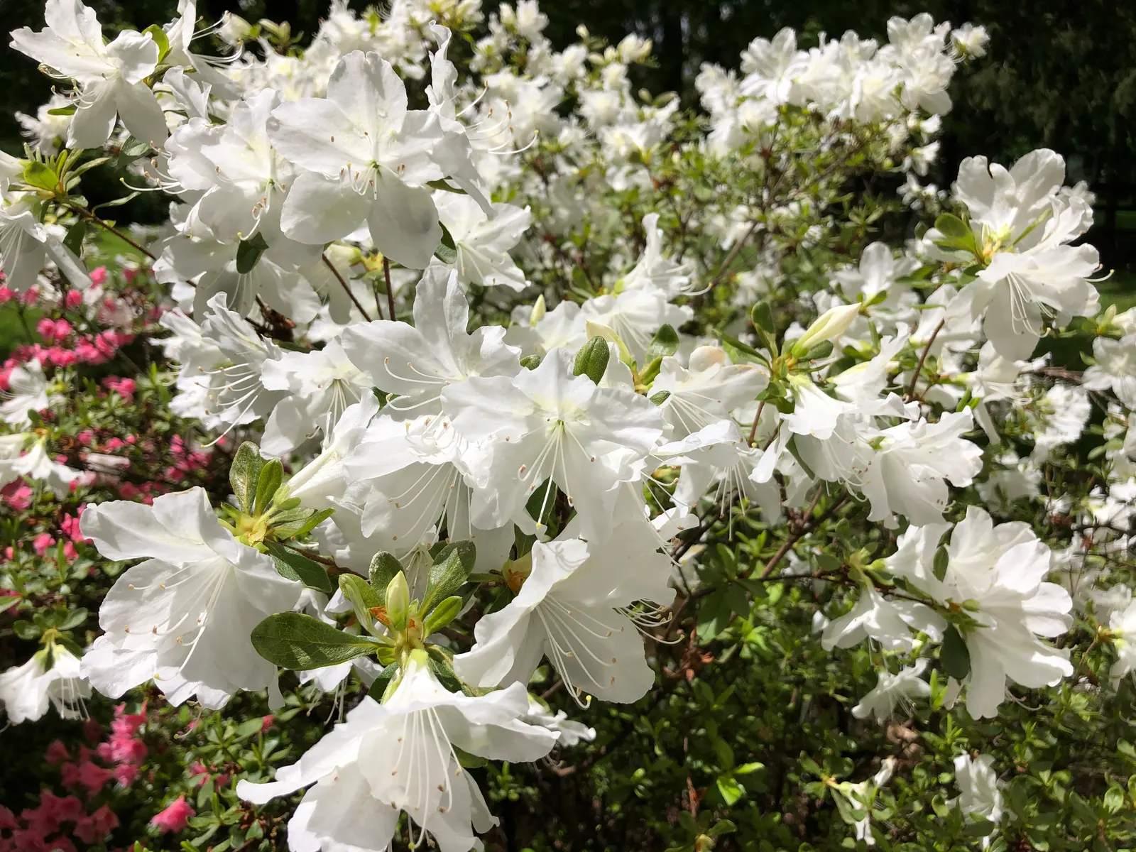 Delaware Valley White Azalea (Azalea 'Delaware Valley White') — which means it can withstand temperatures as low as -20 to -10 degrees Fahrenheit.<br><br>For