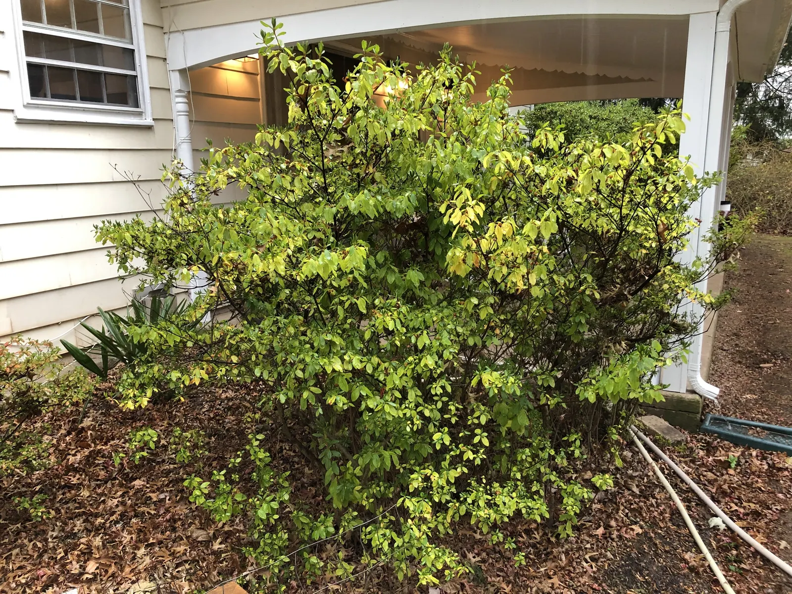 Delaware Valley White Azalea (Azalea 'Delaware Valley White') — green foliage provides a striking contrast to its blossoms