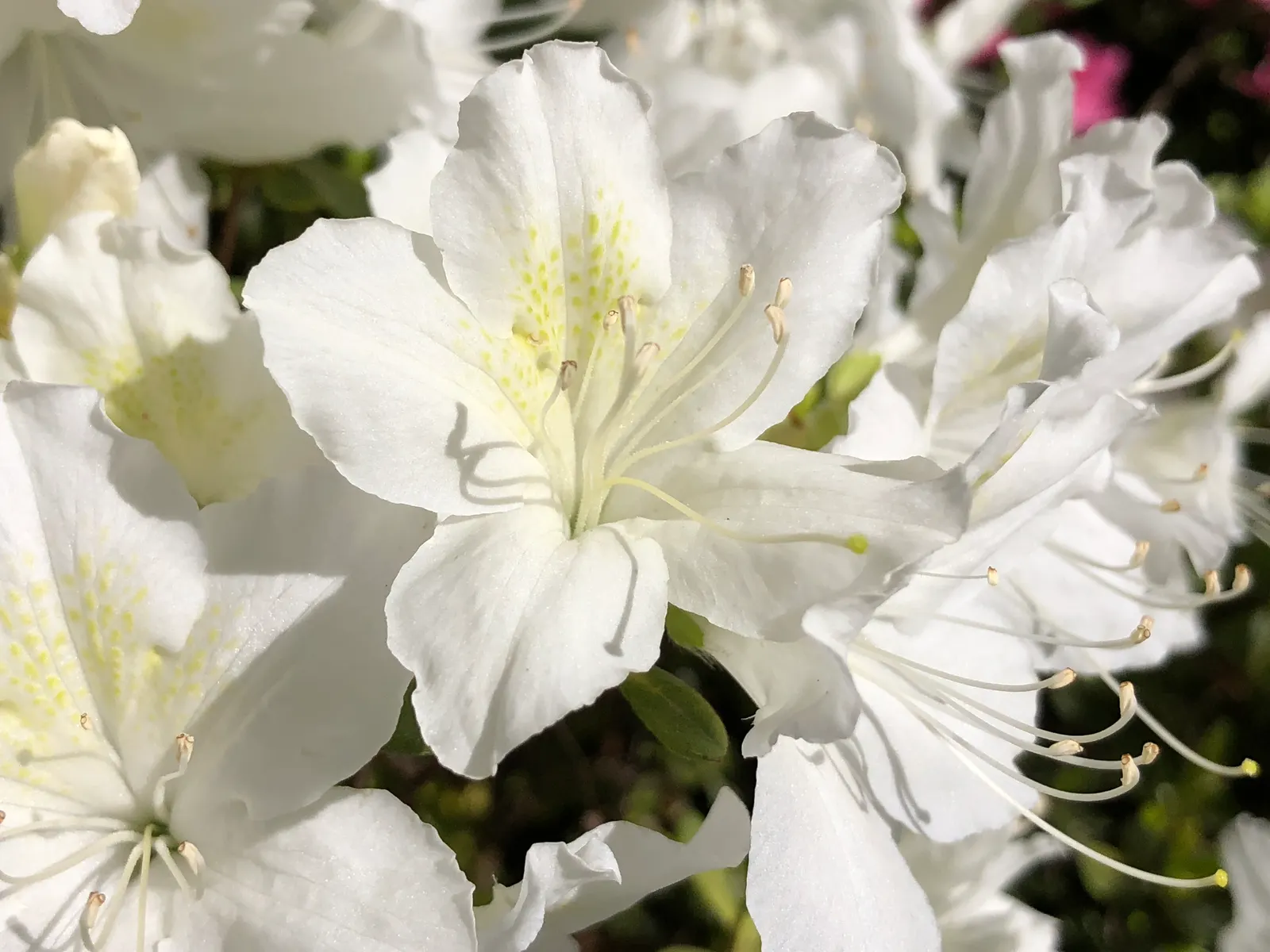 Delaware Valley White Azalea (Azalea 'Delaware Valley White') — white flowers in the garden