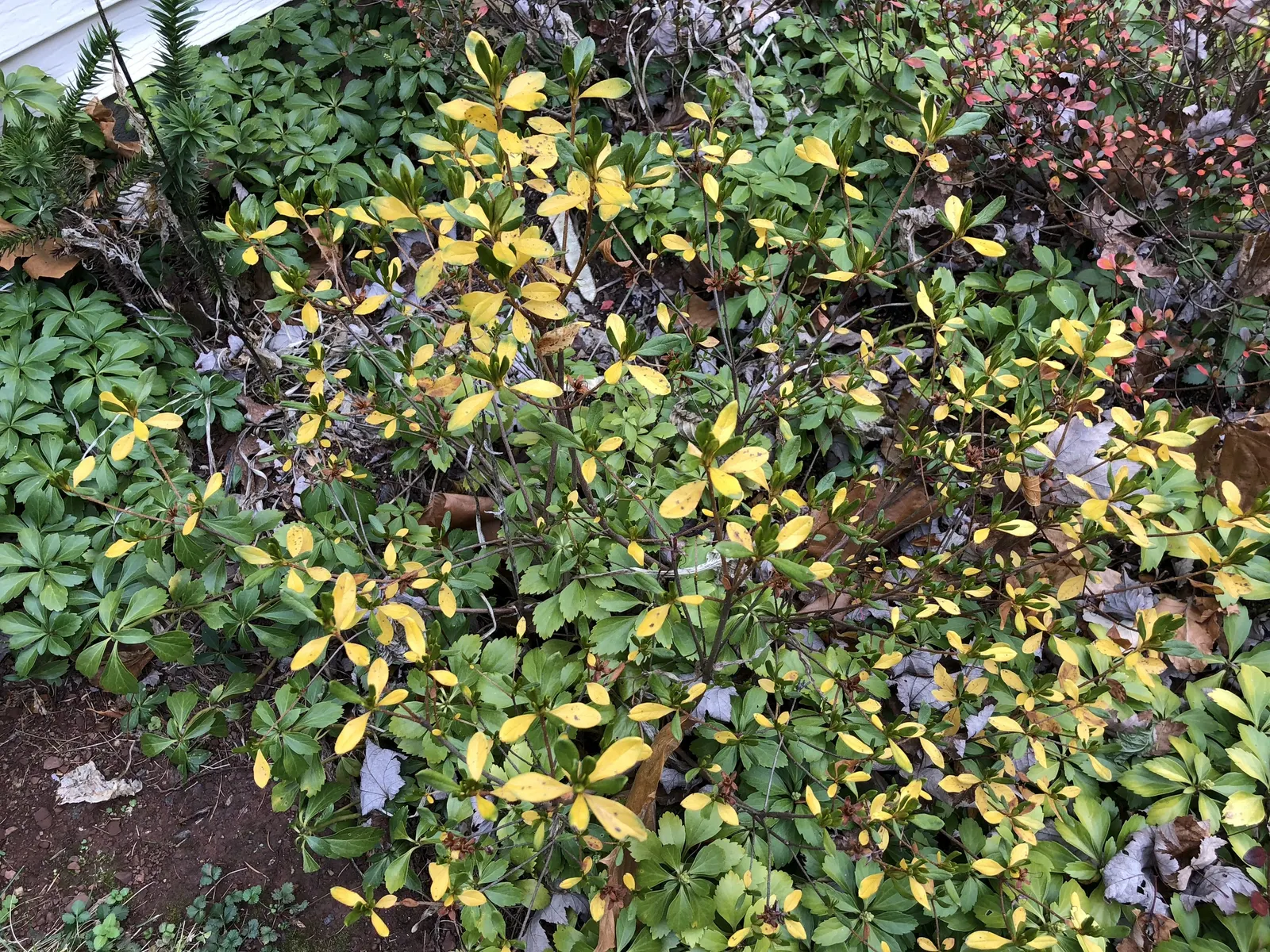 Delaware Valley White Azalea (Azalea 'Delaware Valley White') — preferring partial sun and acidic soil; green foliage provides a striking contrast to its