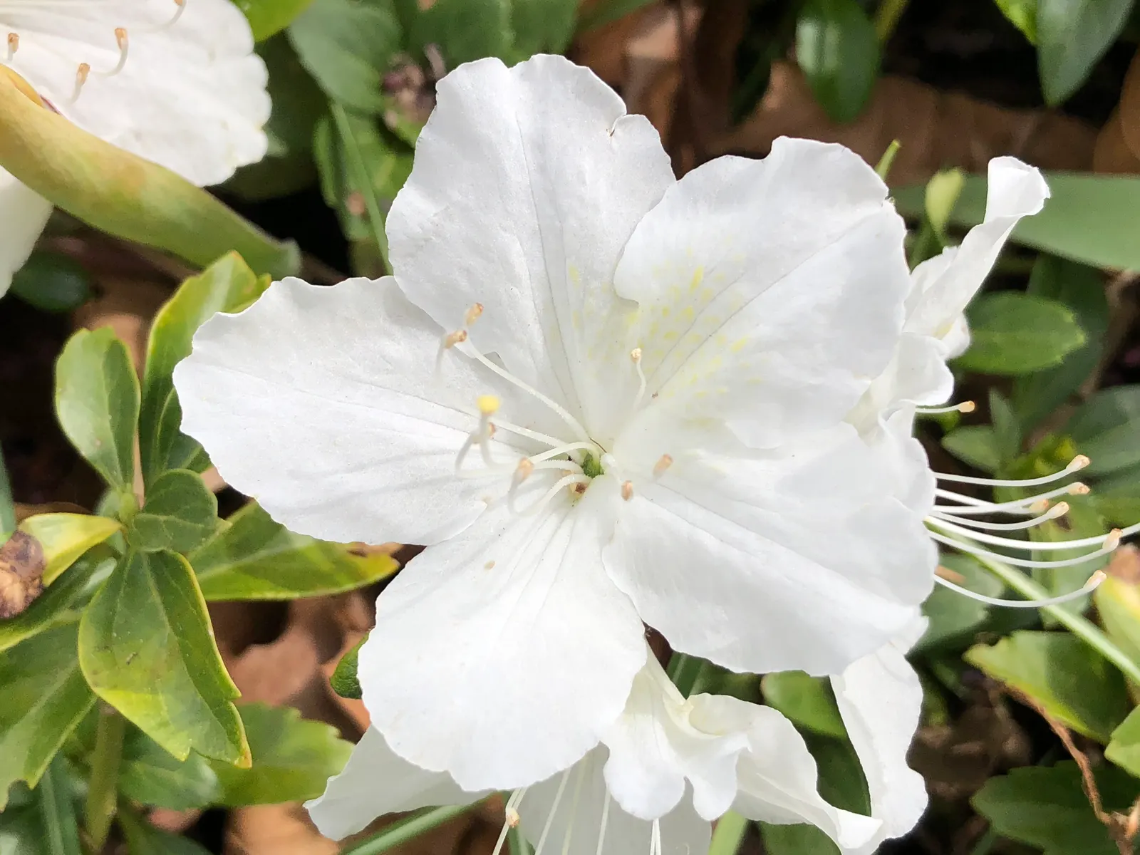 Delaware Valley White Azalea (Azalea 'Delaware Valley White') — adding life and movement to the garden; the Delaware Valley White Azalea favors well-draining