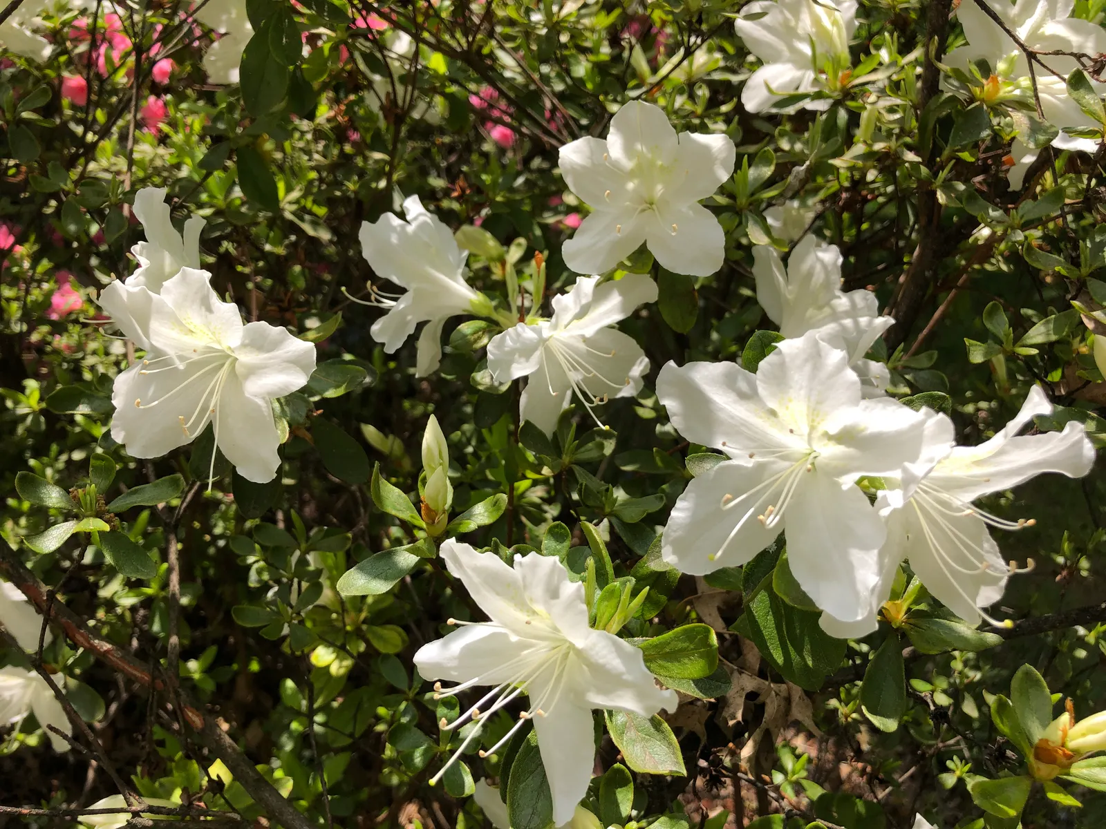 Delaware Valley White Azalea (Azalea 'Delaware Valley White') — Blooming prolifically in spring
