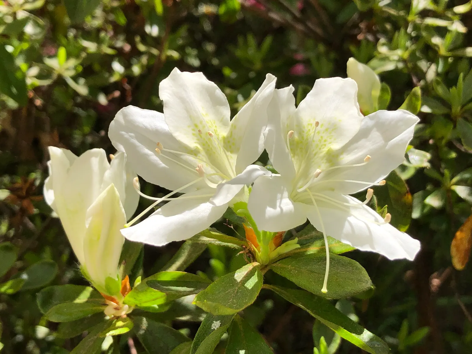 Delaware Valley White Azalea (Azalea 'Delaware Valley White') — creating a striking contrast with the emerging lush