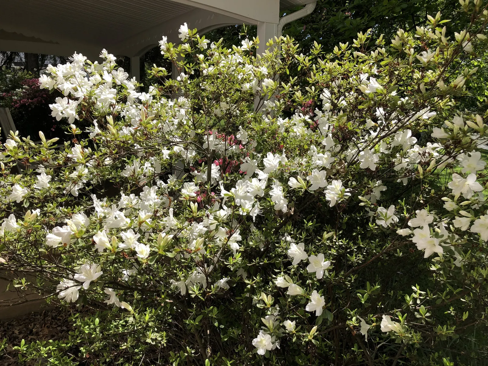 Delaware Valley White Azalea (Azalea 'Delaware Valley White') — though it can tolerate some morning sun
