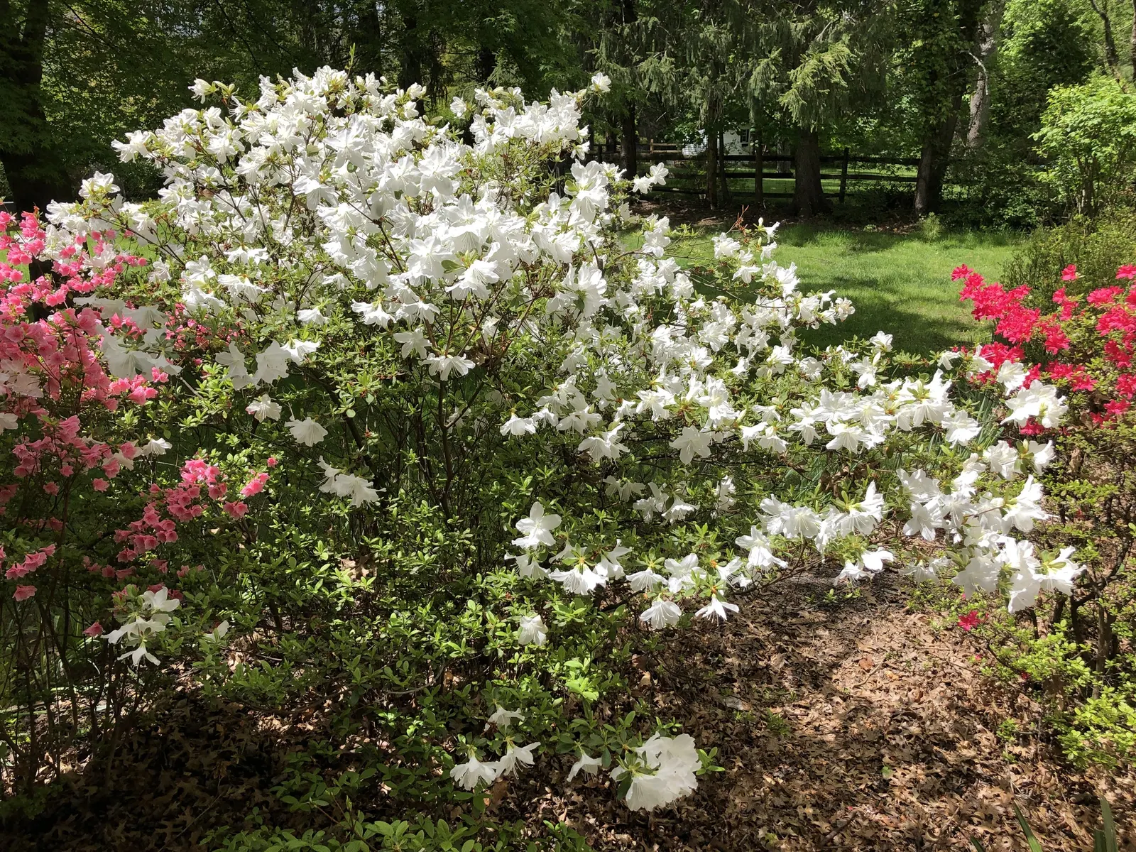 Delaware Valley White Azalea (Azalea 'Delaware Valley White') — Blooming prolifically in spring; slightly acidic soil and partial to full shade