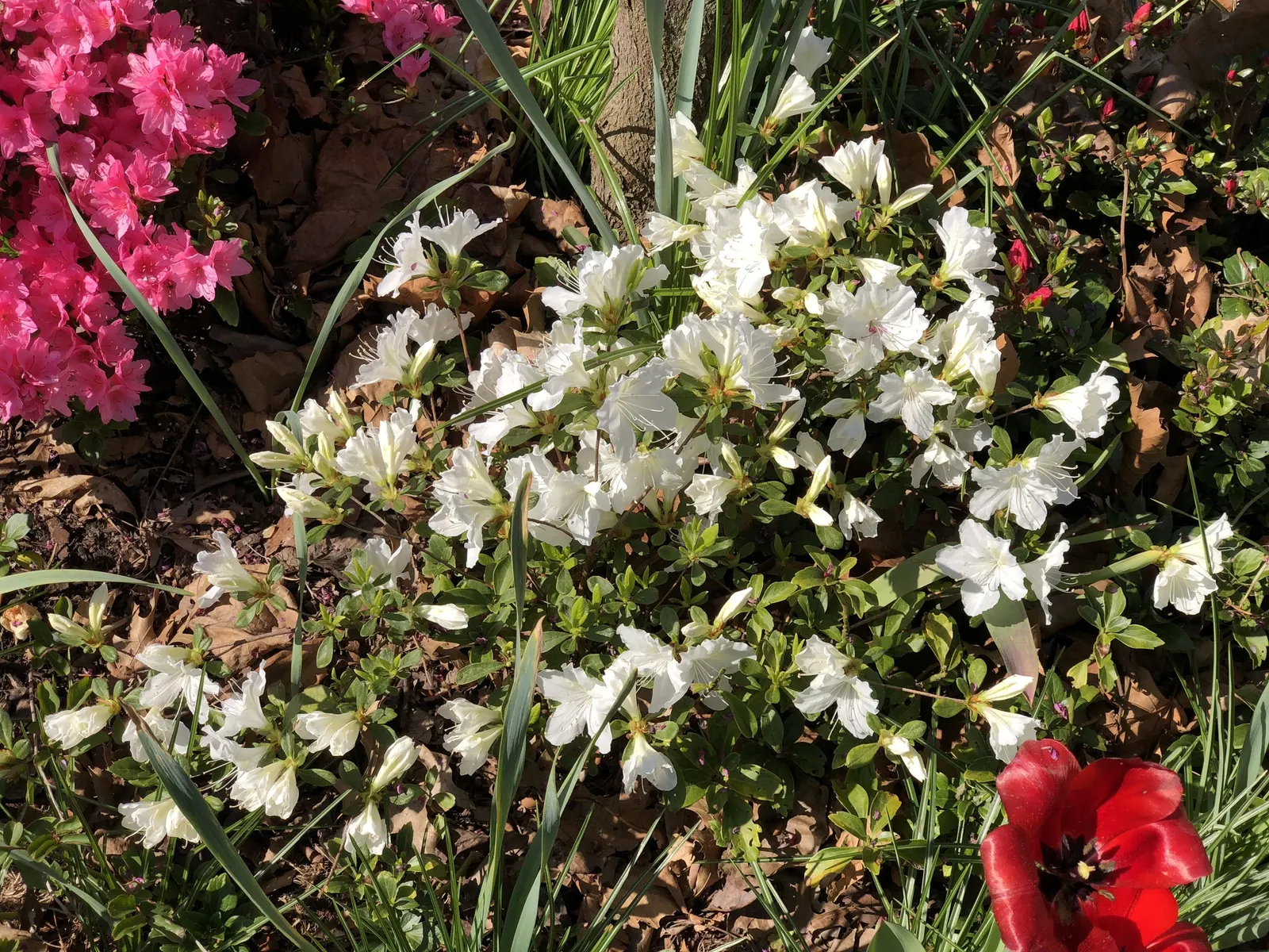 Delaware Valley White Azalea (Azalea 'Delaware Valley White') — Regular watering is essential