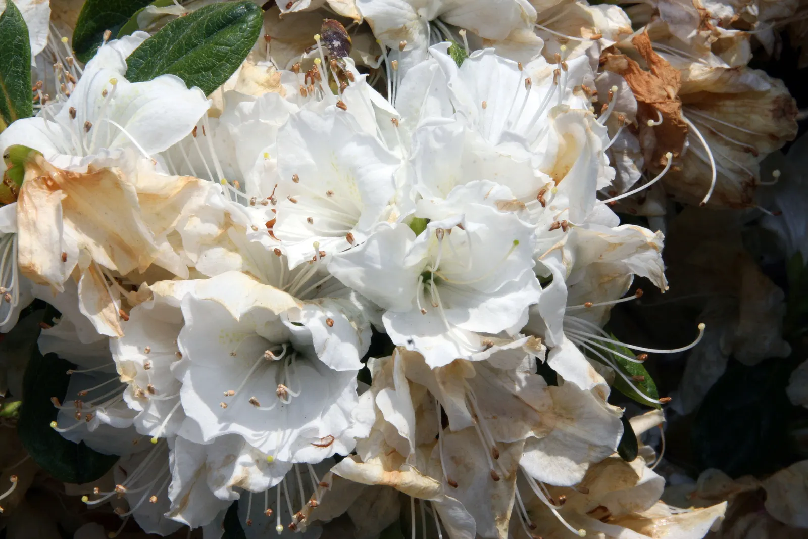 Delaware Valley White Azalea (Azalea 'Delaware Valley White') — making it an excellent choice for foundation plantings