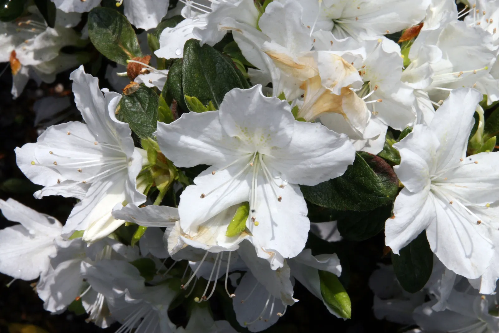 Delaware Valley White Azalea (Azalea 'Delaware Valley White') — Apply a layer of mulch to retain soil moisture and protect the shallow roots; especially during