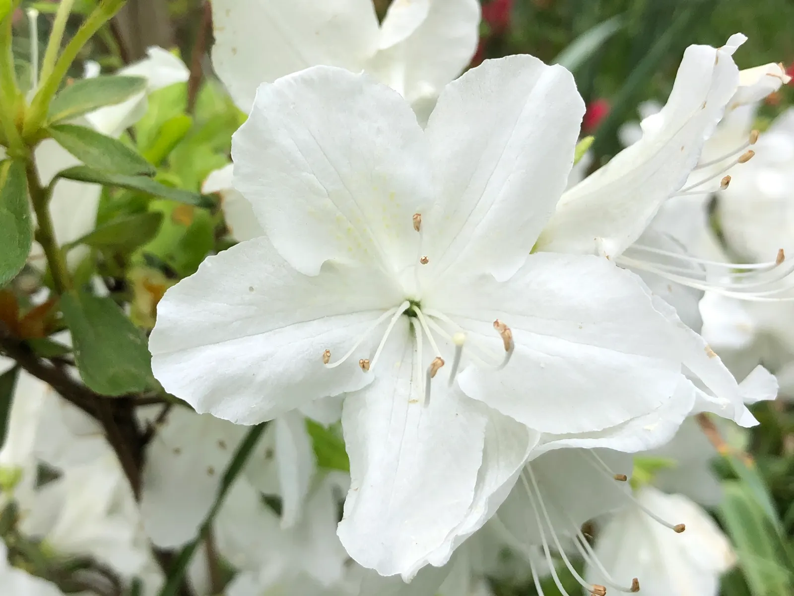 Delaware Valley White Azalea (Azalea 'Delaware Valley White') — pure white blossoms that adorn landscapes in mid to late spring