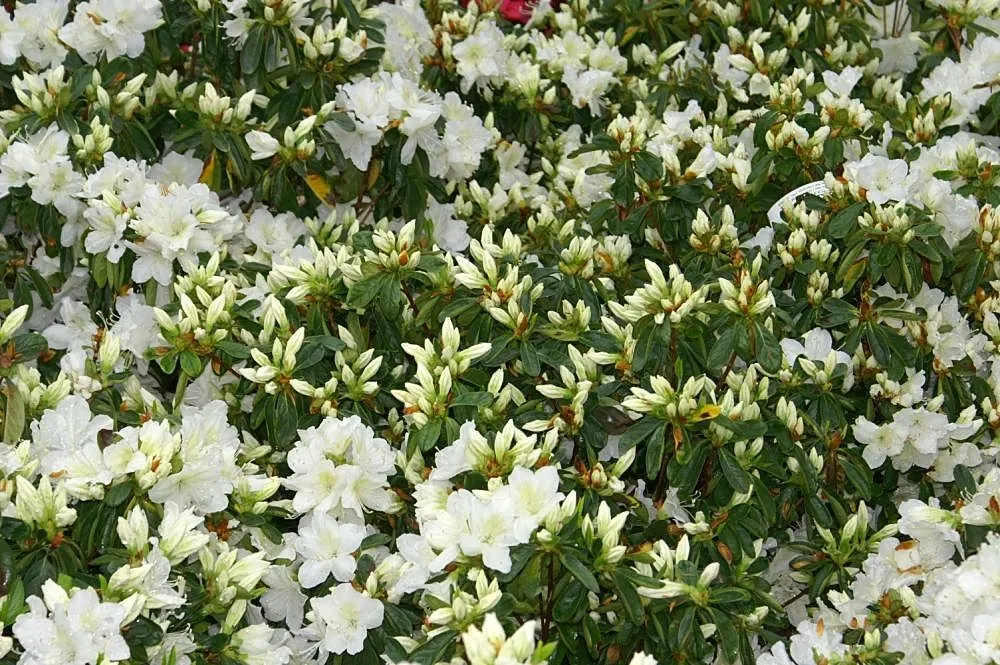Delaware Valley White Azalea (Azalea 'Delaware Valley White') — the Delaware Valley White Azalea favors well-draining; each measuring about 1 to 2 inches across