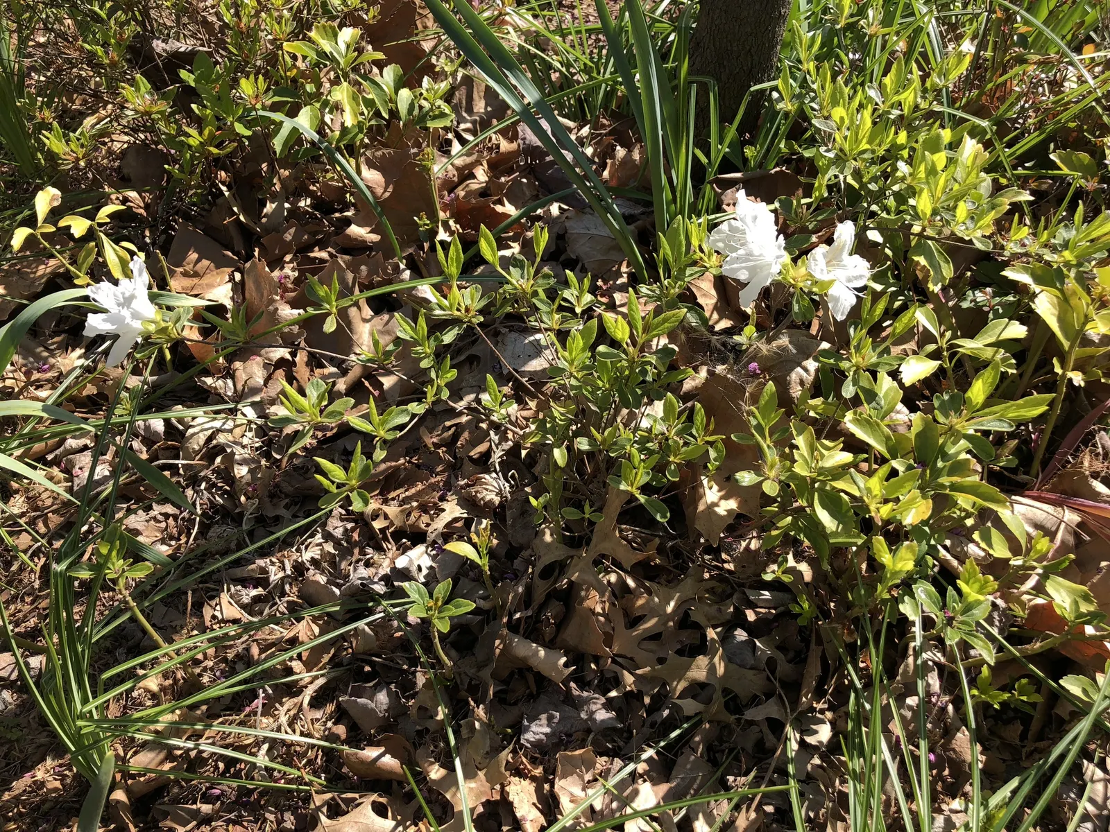 Delaware Valley White Azalea (Azalea 'Delaware Valley White') — or as a distinctive specimen in a mixed border.<br><br>Its flowers emerge before the foliage