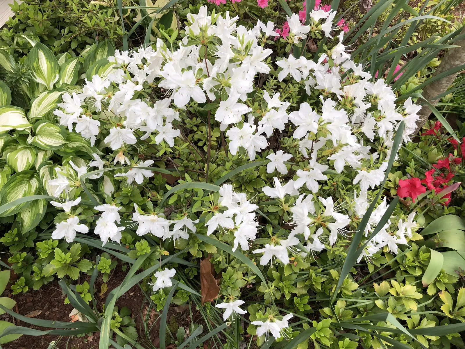 Delaware Valley White Azalea (Azalea 'Delaware Valley White') — or as a distinctive specimen in a mixed border.<br><br>Its flowers emerge before, image 36