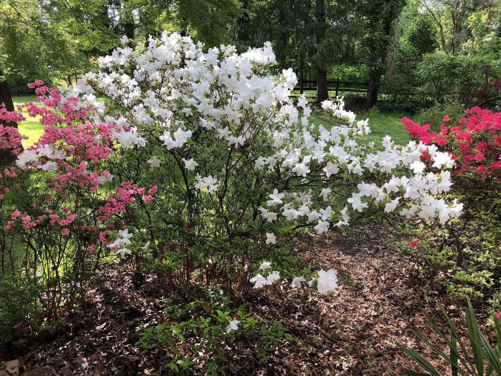 Delaware Valley White Azalea (Azalea 'Delaware Valley White') — this azalea variety typically reaches 3 to 4 feet in height and spread