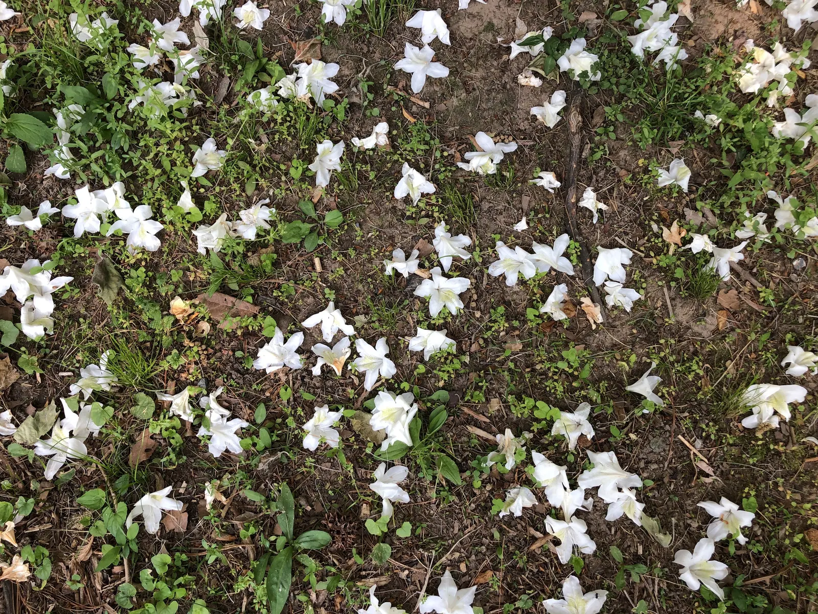 Delaware Valley White Azalea (Azalea 'Delaware Valley White') — making it an excellent choice for foundation plantings; pure white blossoms that adorn