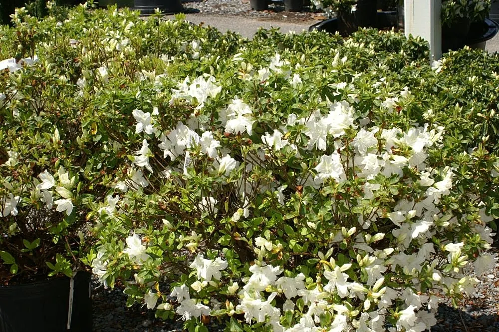 Delaware Valley White Azalea (Azalea 'Delaware Valley White') — shrub for half or shade