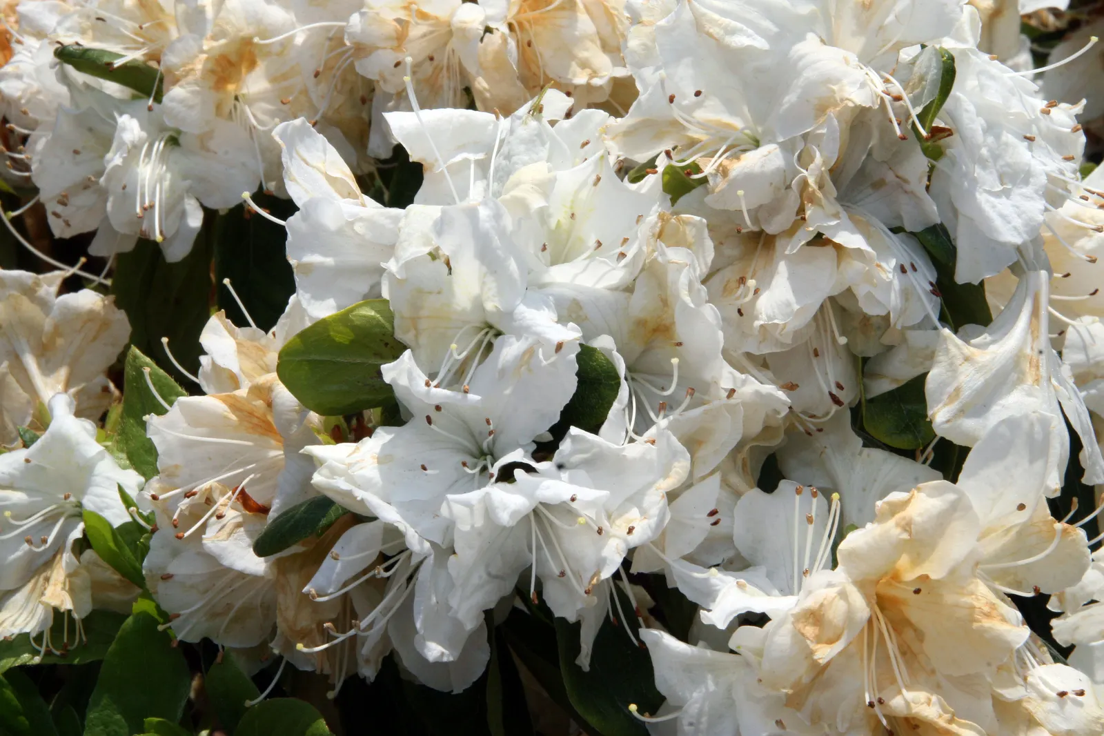 Delaware Valley White Azalea (Azalea 'Delaware Valley White') — preferring partial sun and acidic soil