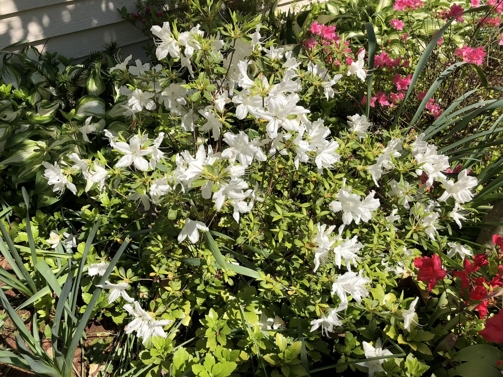 Delaware Valley White Azalea (Azalea 'Delaware Valley White') — renowned for its profusion of pure white
