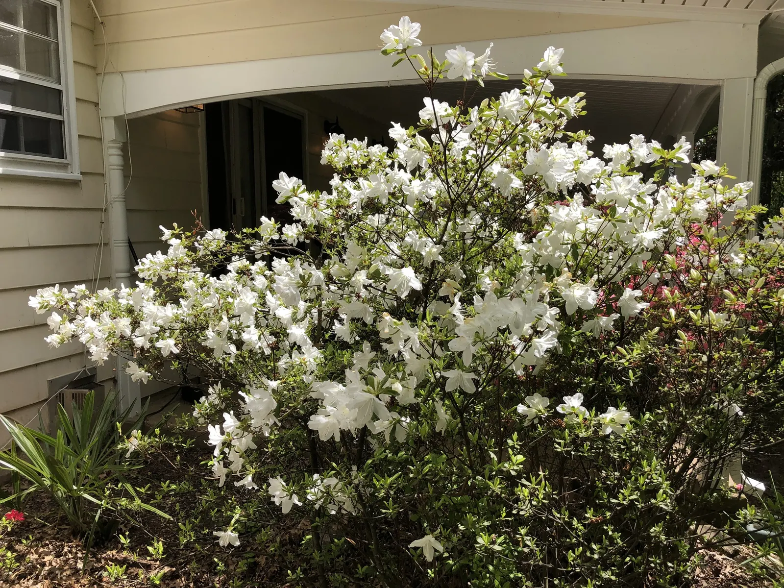 Delaware Valley White Azalea (Azalea 'Delaware Valley White') — shrub with white blooms