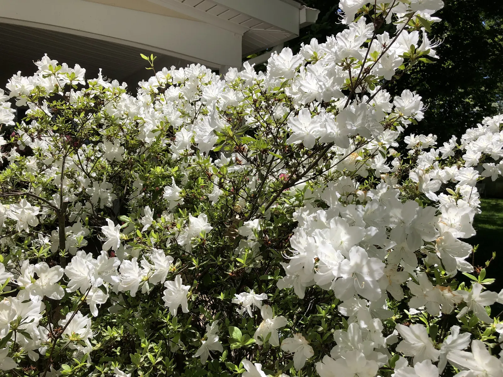Delaware Valley White Azalea (Azalea 'Delaware Valley White') — pure white blossoms that adorn landscapes in mid to late spring; the Azalea 'Delaware Valley