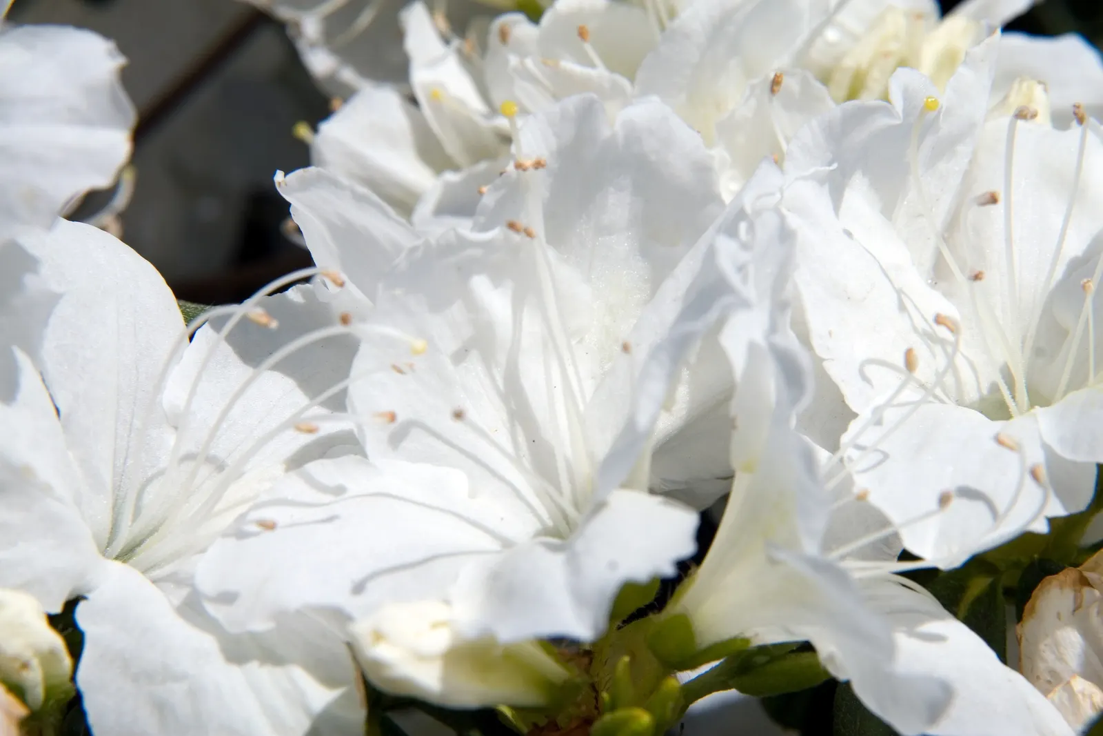 Delaware Valley White Azalea (Azalea 'Delaware Valley White') — The Azalea 'Delaware Valley White' (Rhododendron 'Delaware Valley White') is a vibrant