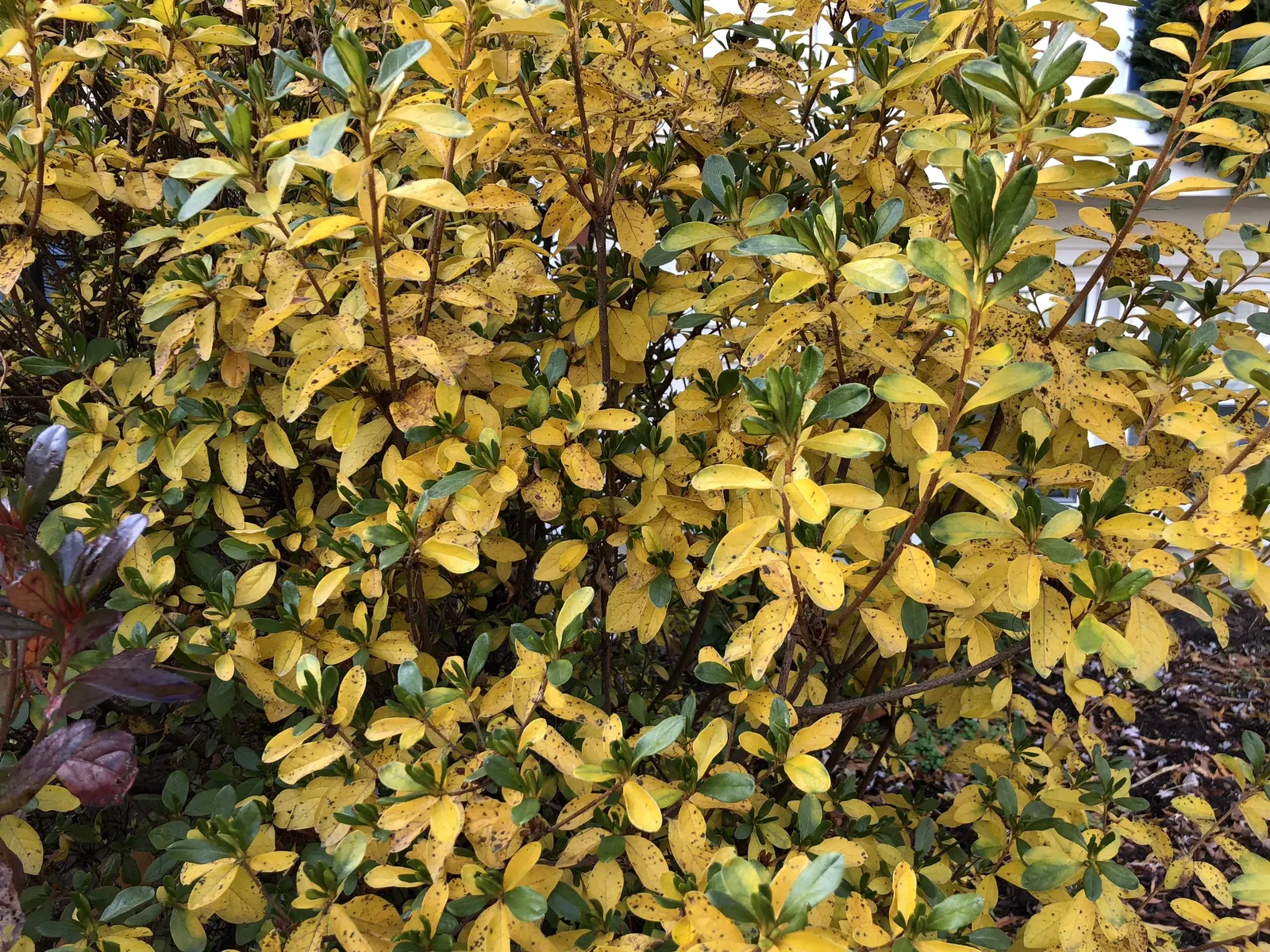 Delaware Valley White Azalea (Azalea 'Delaware Valley White') — creating a striking contrast with the emerging lush; apply a layer of mulch to retain soil