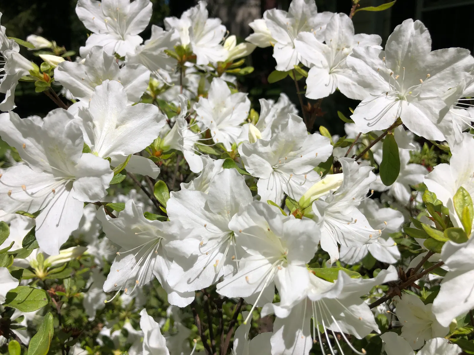 Delaware Valley White Azalea (Azalea 'Delaware Valley White') — which means it can withstand temperatures as low as -20 to -10 degrees, image 42