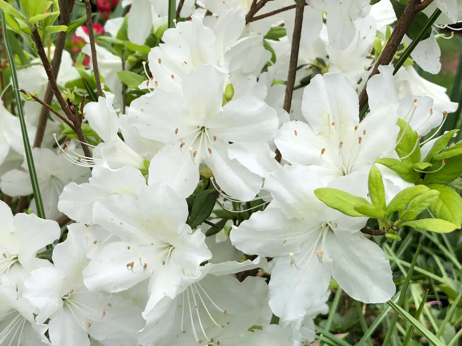 Delaware Valley White Azalea (Azalea 'Delaware Valley White') — this azalea variety typically reaches 3 to 4 feet in height and spread; shrub with white blooms
