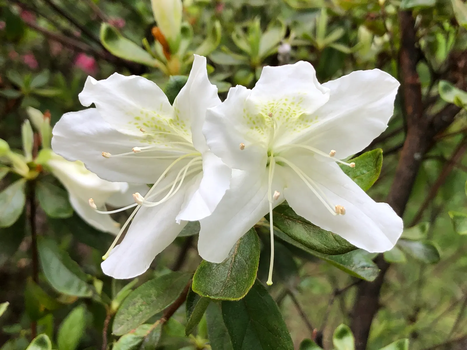 Delaware Valley White Azalea (Azalea 'Delaware Valley White') — making it a standout in foundation plantings and mixed borders
