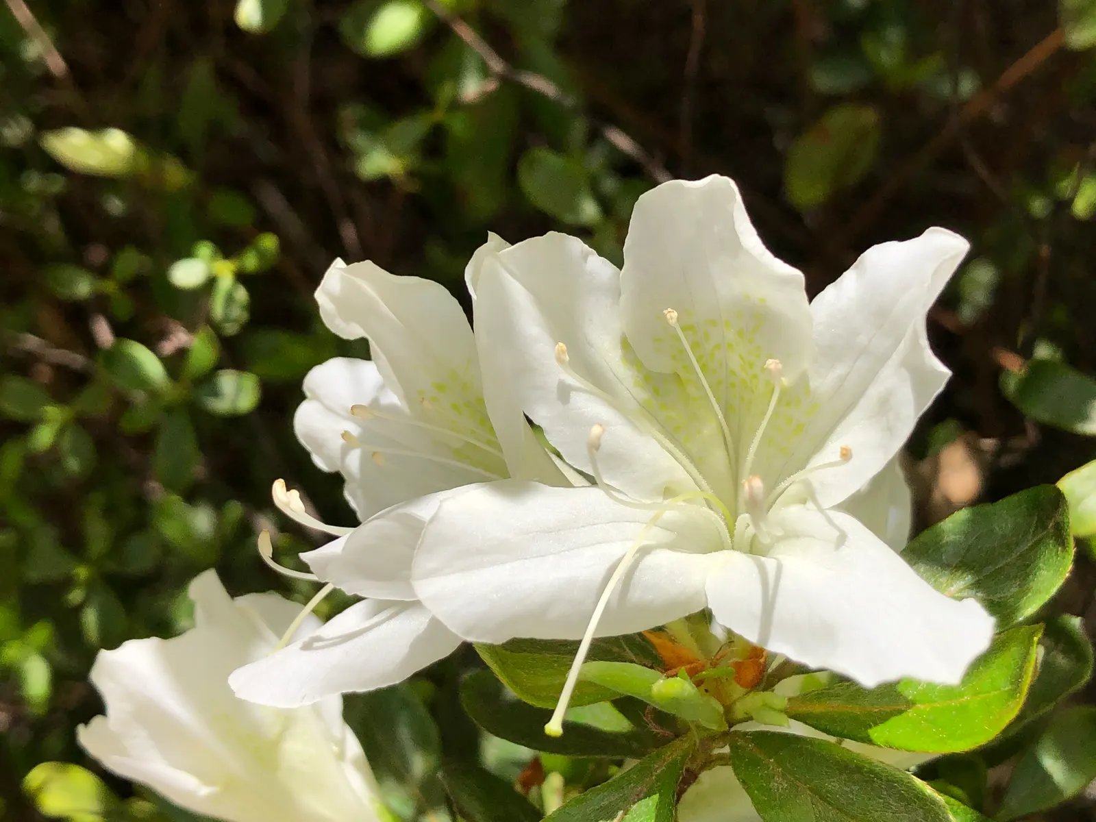 Delaware Valley White Azalea (Azalea 'Delaware Valley White') — especially during the first growing season to establish an extensive root system