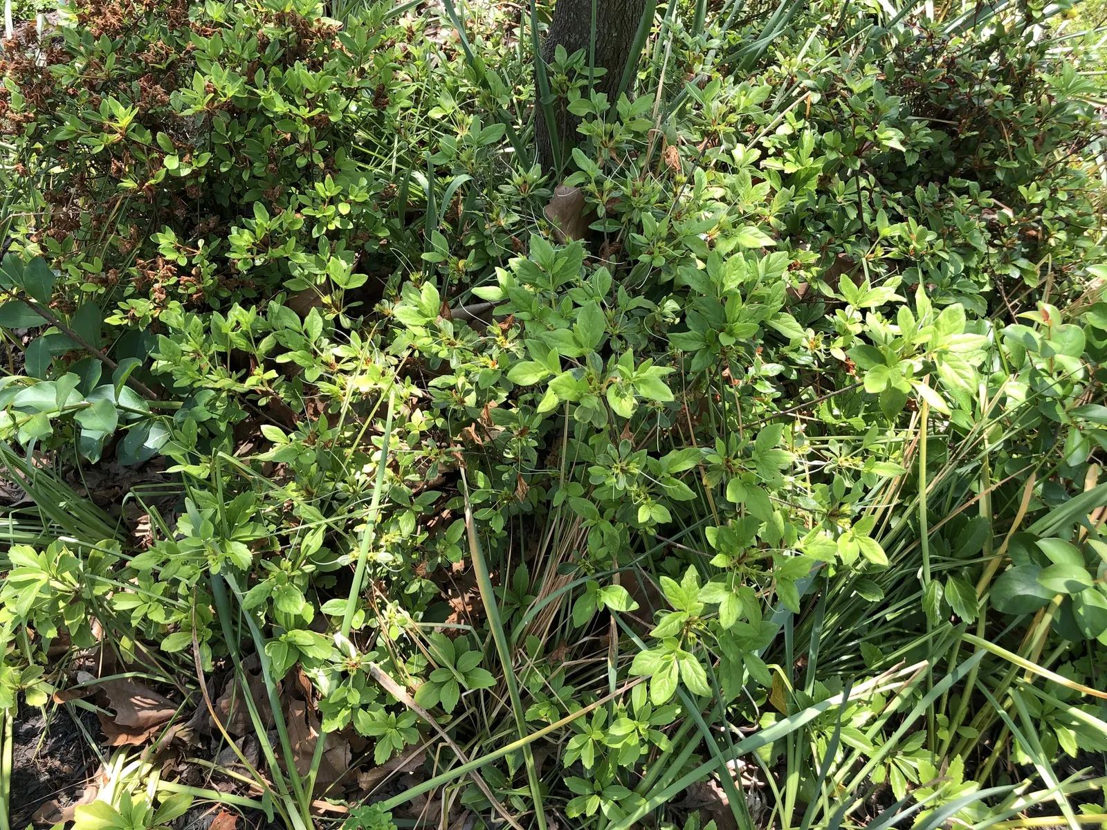 Delaware Valley White Azalea (Azalea 'Delaware Valley White') — An added benefit is the plant's exceptional cold hardiness; it can thrive in USDA Hardiness