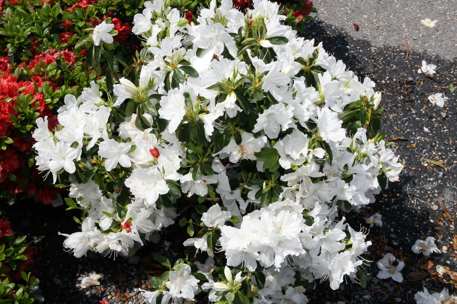 Delaware Valley White Azalea (Azalea 'Delaware Valley White') — renowned for its profusion of pure white; creating a striking contrast with the emerging lush