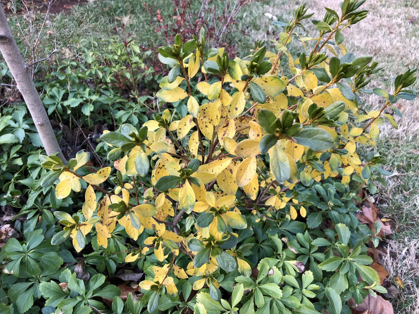 Delaware Valley White Azalea (Azalea 'Delaware Valley White') — the Delaware Valley White Azalea favors well-draining
