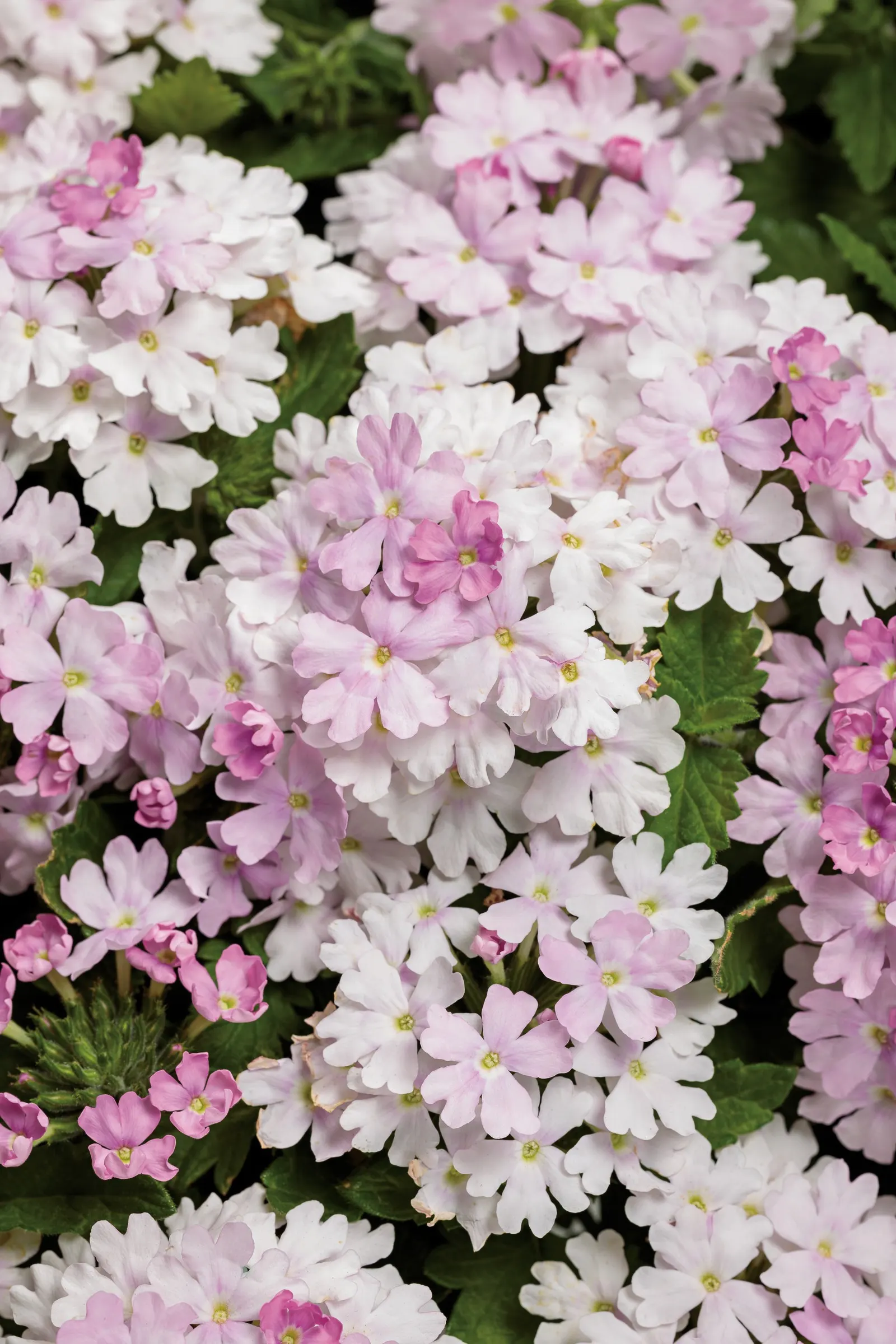 Pink Cashmere™ Verbena — Best in part sun to sun with average