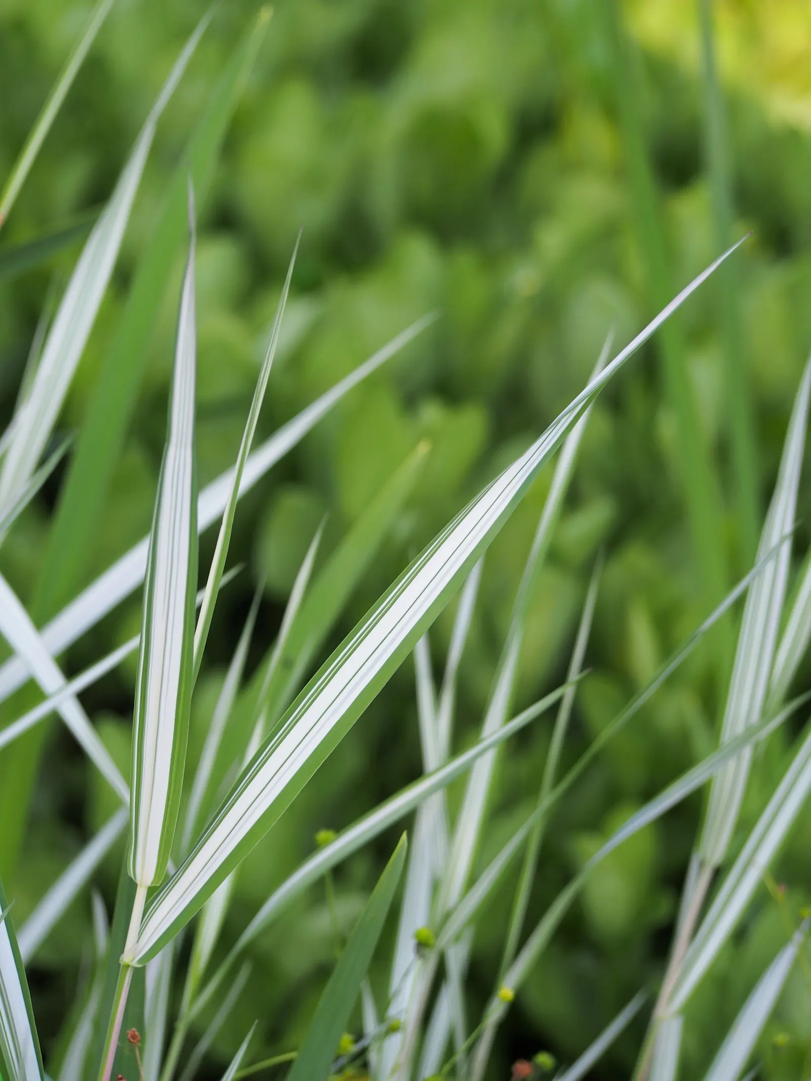 Reed Canary Grass (Phalaris Arundinacea) — These inflorescences can be about 3 to 6 inches long, adding vertical interest to your design; grass with white